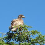 Young Bald Eagle
 / Молодой лысый орел